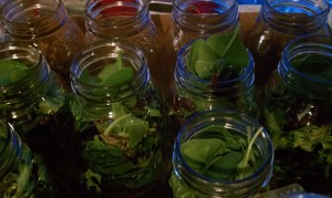 Jars with Salad!