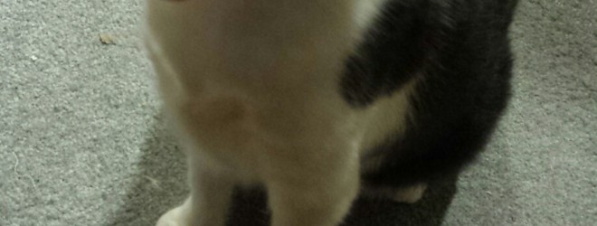 Lenny sez pet me, human, and other stuff